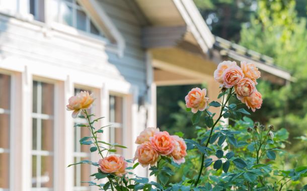 roses with house in the background